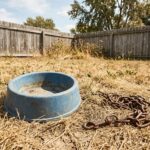 Indiana Police Investigate Dog Death Amid Extreme Heat Concerns